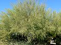 Parkinsonia florida