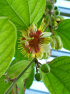 Passiflora holosericea Flower