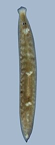Paucumara trigonocephala (10.3897-zookeys.781.26324) Figures 2-3 (cropped).jpg