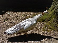 A female peafowl, or peahen, walking freely around a zoo Peahen at the zoo.jpg