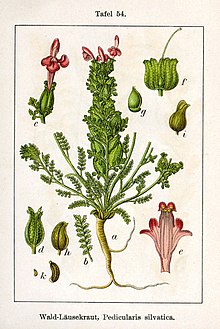 Illustration from book Deutschlands Flora in Abbildungen Pedicularis sylvatica Sturm54.jpg