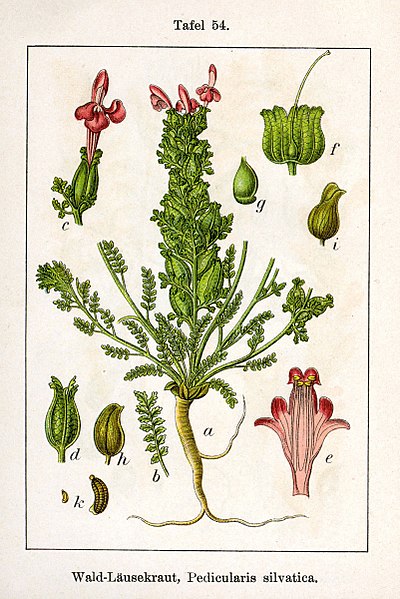 File:Pedicularis sylvatica Sturm54.jpg