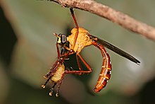 The robberfly is an insectivore, shown here having grabbed a leaf beetle Pegesimallus sp robberfly.jpg