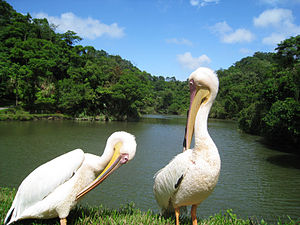 Pelicans of Green World Ecological Farm.jpg