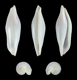 <i>Pellasimnia angasi</i> Species of gastropod