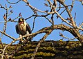 Peregrine Falcon Missouri.jpg
