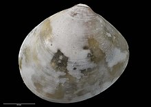 Perrierina insulana