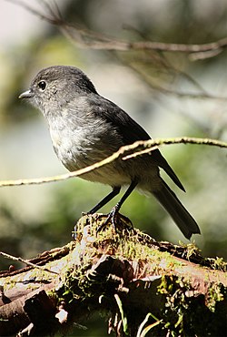 Petroica australis 1.jpg