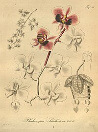 plate 101 Phalaenopsis schilleriana