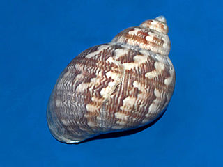 <span class="mw-page-title-main">Phasianella ventricosa</span> Species of gastropod