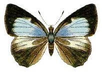 Philiris diana (ento-csiro-au).jpg