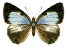 Philiris diana