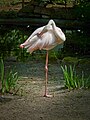 Flamingos - Fasanerie Groß-Gerau