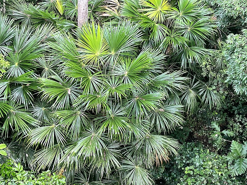 File:Pholidocarpus majadum imported from iNaturalist photo 328423333 on 11 November 2023.jpg