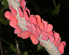 Flatida rosea insectes piqueurs