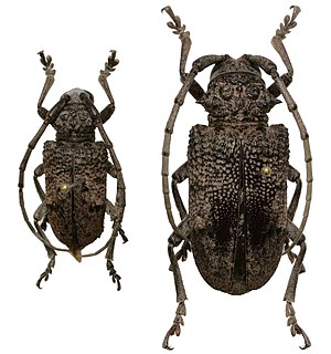 <i>Phryneta spinator</i> Species of beetle