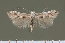 Phyllonorycter crima.jpg