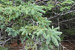 Picea glauca, Acadia National Park, ME IMG 2460.jpg