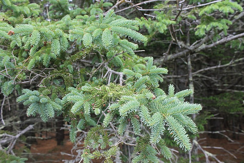 File:Picea glauca, Acadia National Park, ME IMG 2460.jpg