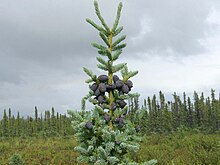 Schwarz-Fichte (Picea mariana) in Alaska