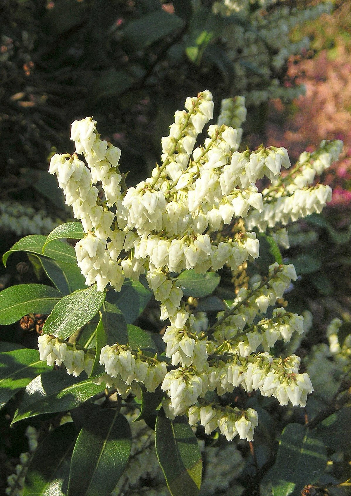 Pieris floribunda - Wikispecies