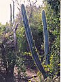 Pilosocereus royenii