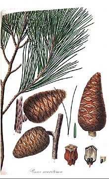 Ботаническая иллюстрация из книги Э. Ламберта Description of the Genus Pinus, 1832