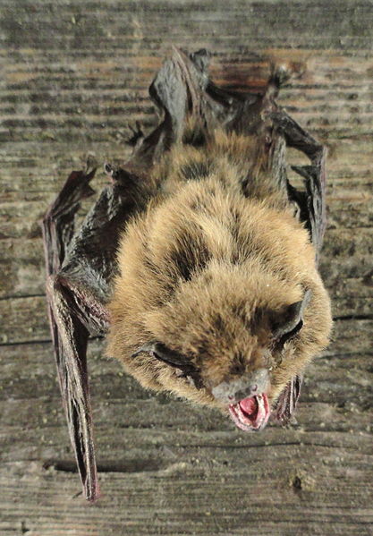 File:Pipistrellus nathusii - Finnish Museum of Natural History - DSC04575.JPG