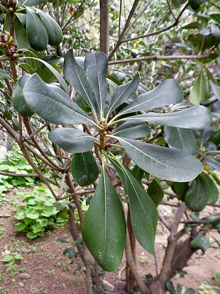 File:Pittosporum coriaceum kz1.JPG