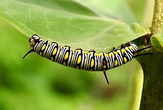 Plain Tiger Danaus chrysippus Caterpillar on Calotropis procera by Dr. Raju Kasambe.jpg
