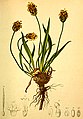 Plantago atrata (as syn. Plantago montana) plate in: Anton Hartinger: Atlas der Alpenflora, (1882)
