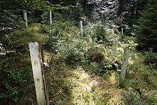 Plastic tree protectors in the Black Forest, Germany Plastic tree protectors in the Schwarzwald.jpg