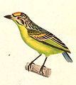 Pogoniulus chrysoconus 1838.jpg