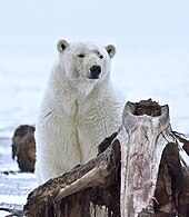 Un ours polaire à côté des restes d'un béluga.