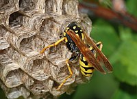   Polistes dominula (Vespidae) Paper wasp