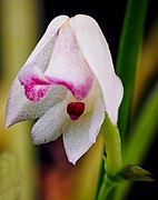 Polystachya aconitiflora