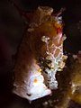 Pontoh's pygmy seahorse (Hippocampus pontohi) (27154535124).jpg
