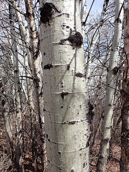 File:Populus tremuloides - quaking aspen - 51991294898.jpg