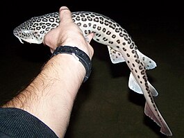 34 Best Images Banded Cat Shark Size - Coral Catshark and Bamboo Shark - YouTube