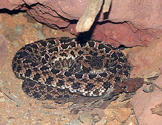 <i>Porthidium ophryomegas</i> Species of snake