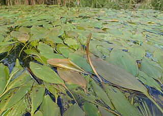 <i>Potamogeton nodosus</i> Species of aquatic plant