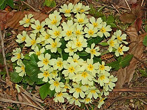 Krávový list bez stonků (Primula vulgaris)