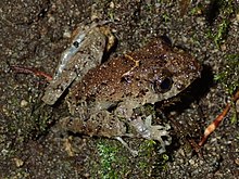 Pristimantis crenunguis 10824764 (dipotong).jpg