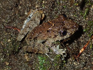 <i>Pristimantis crenunguis</i> Species of frog