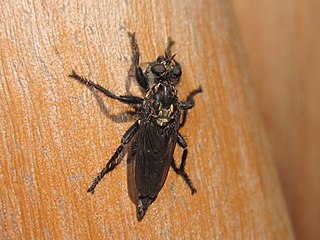 <i>Pritchardia</i> (fly) Genus of flies