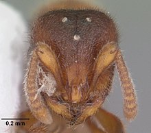 Proceratium silaceum casent0103844 head 1.jpg