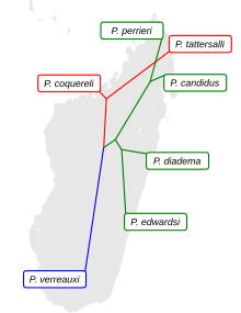 Cladogram bovenop een kaart van Madagaskar.