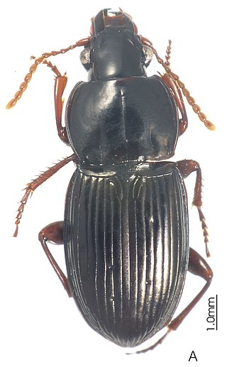 <i>Prosopogmus</i> Genus of beetles