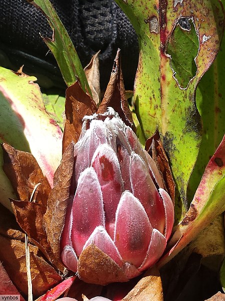 Protea caespitosa