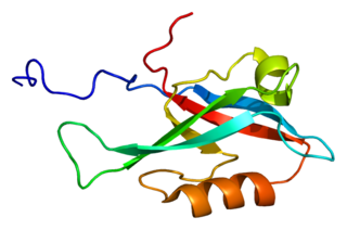 InaD-like protein